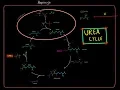 The Urea Cycle EVERYTHING YOU NEED TO KNOW BY MCAT 99th SCORER