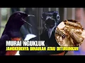 Download Lagu Murai ngukluk jangkriknya dinaikan atau diturunkan