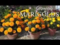 Download Lagu Marigold Flower / How To Grow Marigolds Easily