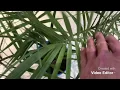 Download Lagu Pindo palm growing inside