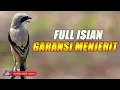 Download Lagu CENDET GACOR FULL ISIAN MEWAH NEMBAK MENJERIT - JERIT