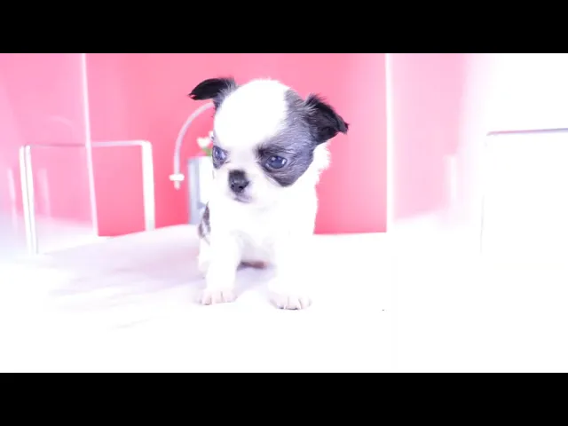 動画