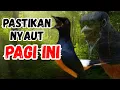 Download Lagu SUARA KETREKAN PANCINGAN MURAI BATU GACOR AMPUH MENJADIKAN MURAI BATU CEPAT BUNYI NYAUT GACOR PARAH