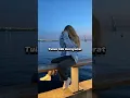 Download Lagu Kayla Dias - Tak Bersyarat WhatsApp Status Short