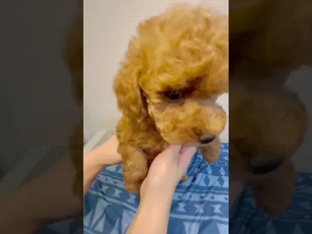 動画