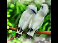 Download Lagu Suara Burung, Bird Song The Bali Myna (Leucopsar rothschildi) Hidup di Alam Liar #Shorts