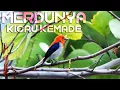 Download Lagu Jos Gandos Kicau Burung Kemade Di Alam