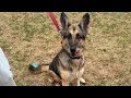 Kida - German Shepherd Available for Adoption in Virginia Beach Va