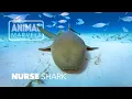 Why the Nurse Shark Is the Most Misunderstood Shark