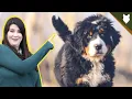 How To Find The PERFECT BREEDER For A BERNESE MOUNTAIN DOG