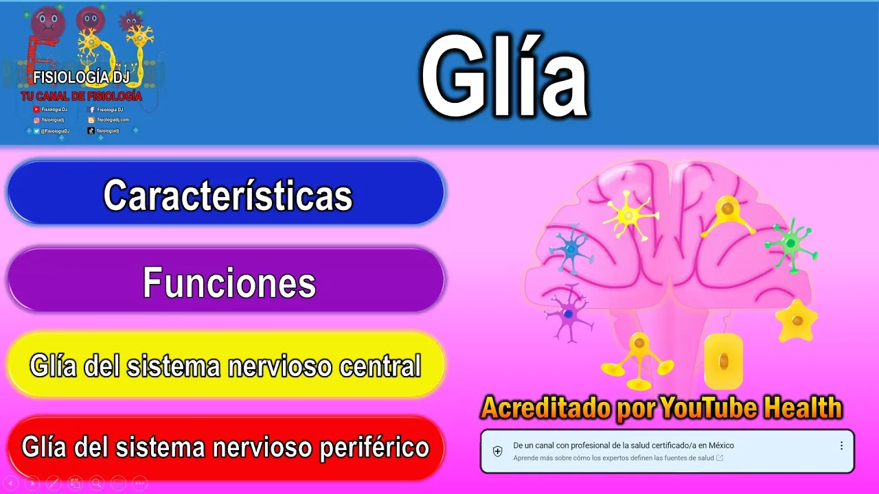 NeuroglĂa | NeuroglĂas tipos y funciones | GlĂa | CĂ©lulas gliales