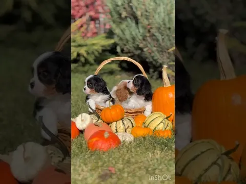 📞89514491777 Щенки Кавалер Кинг Чарльз спаниель 🐶 #кавалеркингчарльзспаниель #щенкиккчс #ккчс