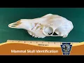 Mammal Skull ID for Envirothon