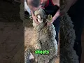 Shear the sheep