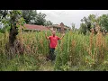Husband In JAIL And NOBODY Would Help This Is The WORST Overgrown Lawn I ve Seen In Years