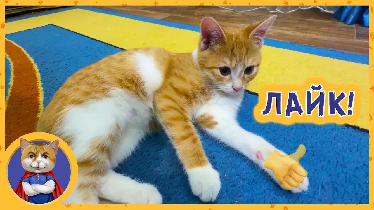 Игры котёнка Марсика