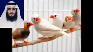 احمد بن علي العجمي  الحمدلله الذي ارسل رسوله خير البشر  سبحان سامح الاصوات  كامل دندنها