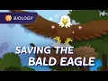 Population Ecology How We Saved the Bald Eagle Crash Course Biology