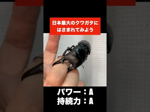 日本最大のクワガタに指をはさまれるとこうなる