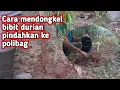 Lagu Cara mendongkel bibit durian pindahkan ke polibag