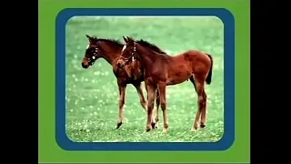 Noggin All About Animals Interstitial Horses June 2006 2007 March 2008 February 2009