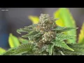 Cassadaga Marijuana meeting
