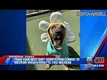Massachusetts animal shelter hosts Find Your Best Bud adoptathon