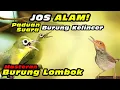 Download Lagu Masteran Kecial Kuning Paduan Burung Kelincer #kecialkuninggacor #kecialkombok #kecialngejos