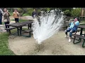 Rare White Peacock opening feathers Beautiful Peacock