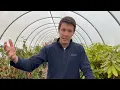 How to Plant Rhododendrons in Your Landscape: Garden Tips | Early Season Garden Tour