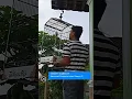 Download Lagu #shorts Menikmati Proses Perkembangan Cendet Tombo Ati Isian Gereja Tarung dan Tengkek Buto