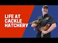 Washing some hatching trays at Cackle Hatchery