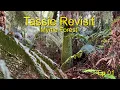 Download Lagu Tassie Revisit ep 01 - Mrytle forest