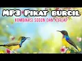Lagu MP3 pikat Burcil Kombinasi Sogon Ribut Dan Kolibri Manggar Memanggil