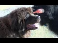 Leash laws in place inside Bozeman city limits