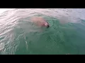 Manatees - Belize