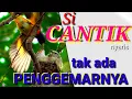 Download Lagu Suara asli burung mantenan | proses meloloh anak mantenan/kuniran di sarang