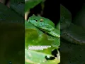 Download Lagu Meet Tropidolaemus subannulatus #borneo #tanjungputingnationalpark #wildlife