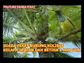Download Lagu SUARA PIKAT BURUNG KOLIBRI KELAPA JANTAN DAN BETINA 1 JAM FULL