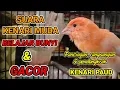 Download Lagu SUARA KENARI MUDA PAUD BELAJAR BUNYI DAN NGERIWIK - pancingan kenari paud