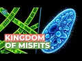 Protists vs Animals vs Plants What s Actually the Difference