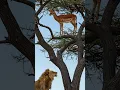 Download Lagu Unreal! Antelope Perched on a Tree While Lion Watches from Below