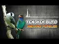 Download Lagu Masteran Jingjing Petulak sambung Tengkek Buto Terbaru Jernih