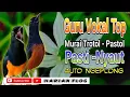 Download Lagu guru Vokal terbaik❗pancingan murai trotol - pastol agar Ngeplong dan gacor
