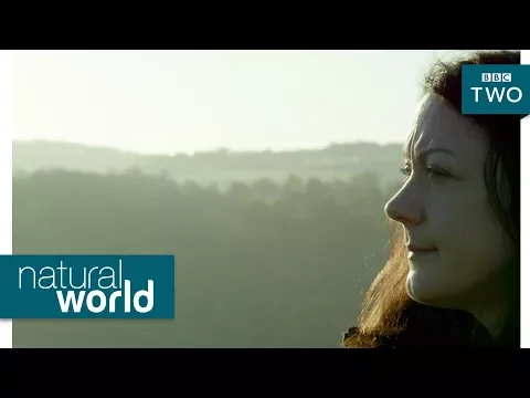 Wild goshawks - Natural World: Preview - BBC Two