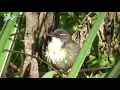 Download Lagu SUARA PIKAT BURUNG CIBLEK KAMPUNG - SUARA PIKAT SEMUA JENIS CIBLEK