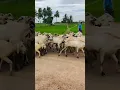 Download Lagu Semmari aadu #sheep #village#subscribe