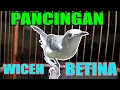 SUARA PANCINGAN BURUNG KOLIBRI KELAPA WICEH BETINA GACOR MEMANGGIL JANTAN