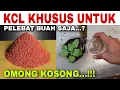 Lagu BONGKAR RAHASIA‼️PUPUK KCL UNTUK PELEBAT BUAH SAJA‼️OMONG KOSONG KCL GAK BISA DI FASE VEGETATIF