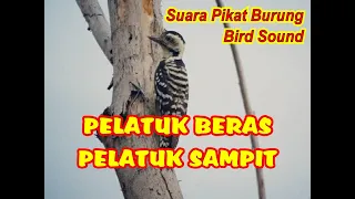 Download PELATUK BERAS PIKAT MP3 | SUARA PELATUK SAMPIT PIKAT MP3